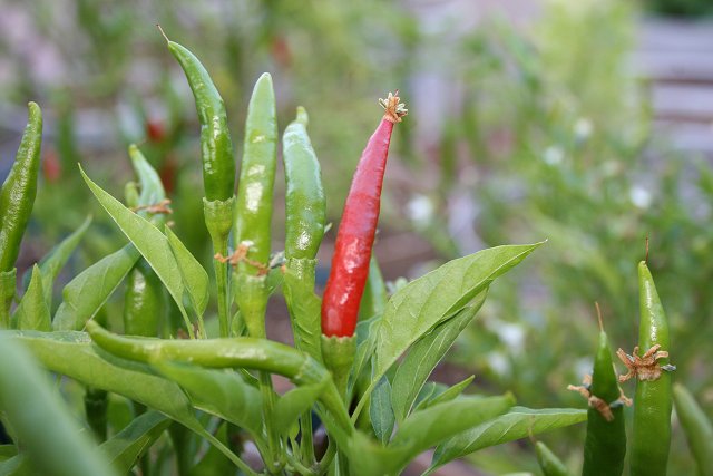 yatsufusa chile pepper